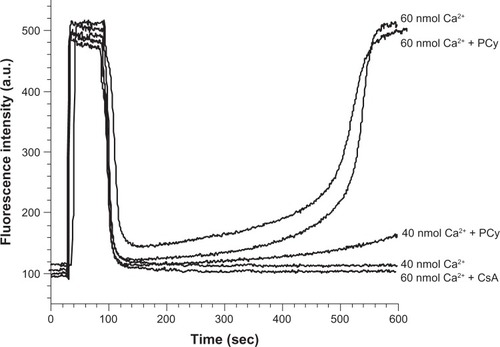 Figure 6 Effect of p-cymene (PCy) on Ca2+ fluxes of mitochondria isolated from rat liver. Freshly isolated mitochondria were incubated at 0.25 mg/mL under standard conditions as described in the Materials and Methods section. Standard medium was supplemented with different concentrations of Ca2+ 1 minute before mitochondria energization with 5 mM succinate. Cyclosporin A (CsA) (0.85 μM) or p-cymene (25 nmol/mg protein) were added to the reaction medium 3 minutes prior to Ca2+ addition. The traces are typical of 6 independent experiments.