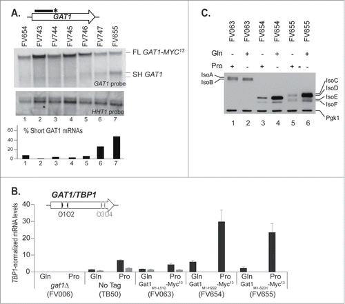 Figure 5. C-terminal deletions to identify the site for premature transcription termination at the GAT1 locus. gat1Δ (FV023), wild type untagged (TB50), GAT1-MYC13 (FV063), GAT11–606-MYC13 (FV654), GAT11–621-MYC13 (FV743), GAT11–636-MYC13 (FV744), GAT11–651-MYC13 (FV745), GAT11–666-MYC13 (FV746), GAT11–681-MYC13 (FV747) and GAT11–693-MYC13 (FV655) cells were grown in YNB medium with glutamine (Gln) or proline (Pro) as the nitrogen source. (A). Total RNA was isolated and 30 μg from each sample were subjected to Northern blot analysis using a double stranded GAT1-specific probe covering the 5′ region of the gene. HHT1 was used as the loading and transfer efficiency control. Myc13-tagged mRNAs and prematurely terminated transcripts were quantified. Histograms in the lower part of the panel indicate the proportion of prematurely terminated transcript versus total GAT1 mRNAs within each experiment. (B). Total RNA was isolated and GAT1 mRNA levels were assessed using qRTPCR as described in CitationFigure 3 using GAT1O1-O2 and GAT1O3-O4 primer pairs. (C). Gat1 protein species were analyzed with anti-myc western blotting as described in material and methods. Loading uniformity was assessed using anti-pgk1 antibodies.