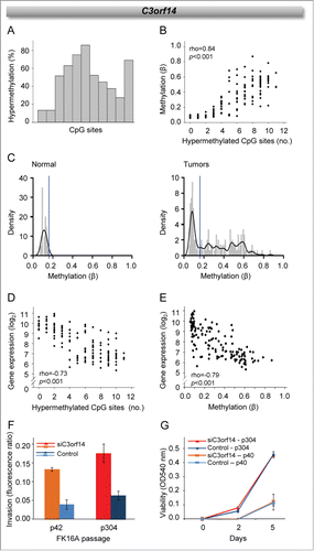 Figure 6. Methylation characteristics and suppressor function of C3orf14. (A) Frequency of cervical cancer patients with hypermethylation of individual CpG sites ordered by location. (B) Methylation (β-value) against number of hypermethylated CpG sites. (C) Density plots (kernel density estimation with band width 0.02, black line; histogram, gray bars) of C3orf14 methylation in normal cervical tissue from GSE46306 (left) and tumors in cohort 1 (right). The blue lines indicate cut-off β-value for scoring hypermethylation. (D) C3orf14 expression against number of hypermethylated CpG sites. (E) C3orf14 expression against methylation (β-value). Invasion (F) and cell viability (G) of control and C3orf14 siRNA treated FK16A cells at early (p40/42) and late (p304) passages. The columns and bars show the mean and standard deviation of triplicates for one representative experiment for each passage. The difference between siRNA treated and control cells was significant for invasion (p42: P = 0.010, p304: P = 0.006, t-test), but not for cell viability. In B, C, and E, methylation data of the CpG site correlating most strongly with gene expression were used. In B, D, and E, correlation coefficient (rho) and P-value in Spearman's rank correlation analysis are indicated. In A-E, data from cohort 1 are presented; similar results were found for cohort 2.