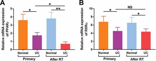 Figure 4. Relative mRNA levels of PPARγ (a) and RXRα (b) were detected in both normal urothelium and UC of patients with primary UC and recipients with UC after RT by quantitative RT-PCR. *p < 0.05; **p < 0.01