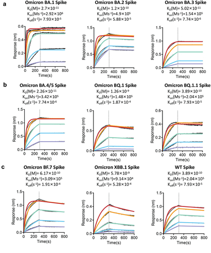 Figure 4. RmAb 9E11 binding kinetics with SARS-CoV-2 spike proteins by using biolayer interferometry analysis. (a) Spike proteins of Omicron BA.1, BA.2, and BA.3. (b) Spike proteins of BA.4/BA.5, BQ.1, and BQ.1.1. (c) Spike proteins of Omicron BF.7, XBB.1, and WT.