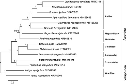 Figure 1. Phylogenetic analysis of 13 Apoidea species and two Vespoidea species (as outgroup) based on concatenated nucleotide sequence from 13 mitochondrial protein coding genes. Each species involved in the tree has scientific name with accession number on the right side.