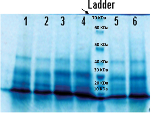 Figure 8. 10% SDS-PAGE gel of soluble proteins of Dunaliella tertiolecta (1 and 2: 9000 μg l‒1, 3 and 4: 6000 μg l‒1, 5 and 6: 3000 μg l‒1 of anthracene).