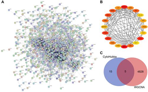 Figure 5 (A) PPI network of DEGs. (B) The top twenty hub genes were selected by the Stress algorithm of the Cytoscape plugin CytoHubba. The color indicates the score calculated by CytoHubba; higher scores are more red, and lower scores are more yellow. (C) Venn diagram shows the overlapping genes in the DEG–PPI network and WGCNA.