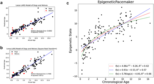 Figure 1. Epigenetic age and state of dogs. (a) Models generated using least angle regression (LARS). (b) LARS model of the square root of age. (c) Epigenetic Pacemaker was also used to predict epigenetic states, and the trend line was fit using three functions – linear, logarithmic, and square root.