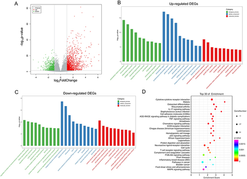 Figure 2 Identification and significant enrichment analysis of differentially expressed genes (DEGs). (A) Volcano map of DEGs between native veins and matured AVFs. The x-axis is the log2 scale of the fold change of gene expression in veins that matured and matured AVFs. Negative values indicate downregulation; positive values indicate upregulation. The y-axis is the minus log10 scale of the adjusted p values (–log10 (p-value)), which indicate the significant level of expression difference. The red dots represent significantly upregulated genes with at least twofold change, while the green dots represent significantly downregulated genes with at least twofold change. (B) The GO terms of up-regulated DEGs. (C) The GO terms of down-regulated DEGs. (D) The KEGG pathway terms of DEGs.