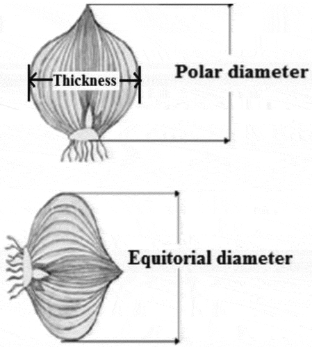 Figure 7. The position of polar and equatorial diameters (source: Gomathy et al., Citation2017).