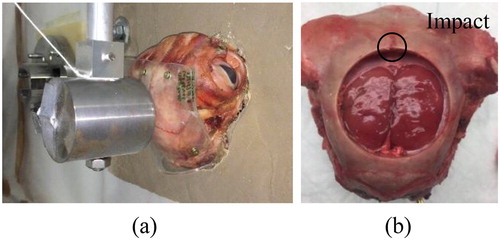 Figure 1. Hammer test setup. (a) On a lamb specimen without craniotomy covered by the silicone sheet. (b) Craniotomy with impact location on the edge.