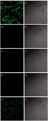 Figure 10. Fluorescence images (200×) of HepG2 cells treated with C6-FG-C18 NMs (a1) and free C6 (b1); MCF-7 cells treated with C6-FG-C18 NMs (c1) and free C6 (d1); HepG2 cells pretreated with galactose following incubation with C6-FG-C18 NMs (e1). Left and right column were confocal laser scanning microscopy images and bright field images, respectively. The C6 content in micelle solutions was 0.0382 µg/ml.