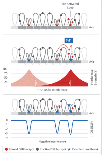 Figure 3. DSB interference within S. cerevisiae. Top - Meiotic chromosomes organize into linear arrays of chromatin loops bound by a proteinaceous axis. Prior to DSB formation, we propose that a sub-population of chromatin loops in any given cell exist in a pre-activated state, “priming” hotspots for usage. An attractive candidate for pre-activation may be the tethering of loop sequences to the chromosome axis as proposed within the tethered loop-axis model.Citation25–29 While pre-activation may be an unavoidable byproduct of the way in which DSB formation is setup, it may exist to actively underscore hotspot selection—the process by which the cell determines which of the available hotspots to utilize in any given round of meiosis. Middle - Within wild-type cells, a DSB at any given primed hotspot triggers a Tel1ATM- and distance-dependent suppressive effect (DSB interference), repressing DSB formation at adjacent intra-loop hotspots and within neighboring regions across ∼70-100kb in a reactive, DSB-dependent manner.Citation46 Bottom — In the absence of Tel1, DSB interference is abrogated, enabling adjacent DSBs to arise independently over mid-long range distances (>20-100kb). Over short distances (<20kb), loss of Tel1 activity unmasks the effects of pre-activation within singular loop-domains—manifesting as patches of “negative interference” (as calculated by the standard interference formula: 1-OBS/EXP) due to the concerted formation of adjacent DSBs at frequencies greater than expected from the population average [see text for further details].