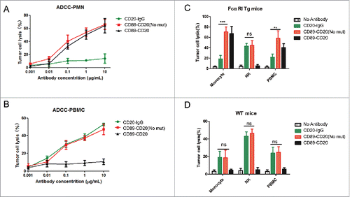 Figure 3. ADCC of antibody variants mediated by human or mouse effector cells ex vivo. (A) CD20+ Raji cells were incubated with the anti-CD20 × anti-CD89 molecule or ADCC mutated antibody, together with human PMNs for 4 h. (B) Raji cells were incubated with the anti-CD20 × anti-CD89 molecule or ADCC mutated antibody, together with human PBMC cells for 4 h. Data are the average of three different experiments with three separate donors. (C-D) Raji cells were incubated separately with the isolated CD14+ monocytes, mouse monocyte-depleted PBMC fraction (NK), or PBMCs (E:T = 40:1) from FcαRI Tg mice (C) or wild-type C57BL/6 mice (D) using 1 μg/mL anti-CD20 × anti-CD89 molecule or ADCC mutated antibody. For monocytes group and PBMCs groups, a 20-h ADCC assay was used. For monocyte-depleted PBMCs (NK), a 4-h ADCC assay was used. All data are presented as the mean ± SEM (n = 3) from one of three representative experiments. *CD89-CD20(Not mut) group versus CD20-IgG group. **P < 0.01; ***P < 0.001; ns, not statistically significant by two-way ANOVA.