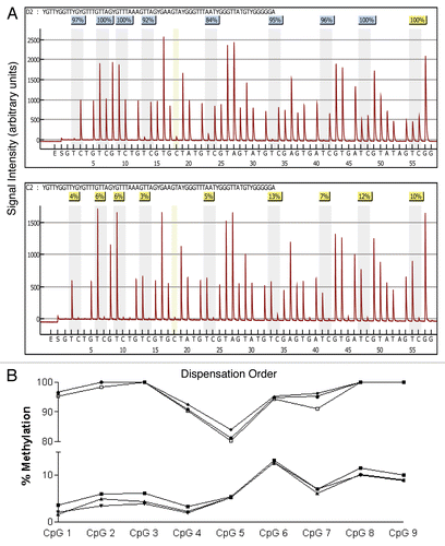 Figure 3 Comparison of pyrosequencing results obtained from methylated and non-methylated DNA for nine CpG sites spanning the transcriptional start site in the tumor suppressor gene RASS F1. (A) Pyrograms of methylated (top) and non-methylated (bottom) HMEC DNA show the nucleotide dispensation order on the x-axis, the signal intensity on the y-axis, the sequence being analyzed on the top and the percent methylated (gray columns) for each of the nine CpG sites. The narrower tan-shaded column at dispensation 18 marks a bisulfite-treatment control; as a non-methylated cytosine in the genomic DNA (a cytosine not followed by a guanine) will be completely converted to uracil with bisulfite treatment and then replaced with thymidine during the PCR. The dispensation begins with the addition of enzyme (E) followed by substrate (S) and then the dinucleotides. When no deviation from the predicted sequence is encountered and the bisulfite-conversion is ≥96% complete, the methylation score (%) is framed in a blue square at the top of the gray column and considered a perfect call. Small deviations from the expected sequence and/or bisulfite conversions between 92.5 and 95.5% complete are framed in yellow squares and the sequencing results are manually checked before accepting or rejecting the methylation score. Large deviations and/or bisulfite conversions less than 92.5% complete are framed in red squares (none shown) and the methylation score is rejected. (B) Pyrosequencing results from three separate PCR reactions of bisulfite-modified methylated control DNA (top three lines) and non-methylated control DNA (bottom three lines).