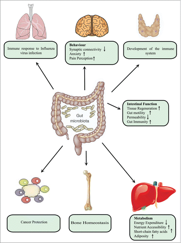Figure 5. Microbial impact on host physiology. Microbiota in the intestinal tract exerts profound effects on host physiology, both locally and at distant sites. Locally, these bacteria enhance gut immunity and motility as well as reducing intestinal permeability. At distant sites, such as the lungs, they regulate immune defense against viral infection. In the case of the brain, they may influence behavior by decreasing synaptic connectively and increasing anxiety and perception of pain. Moreover, they modulate hepatic metabolism in a manner that decreases energy expenditure and promote adiposity. In addition, absence of gut microbiota leads to more bone mass in association with fewer osteoclasts per surface area of bone.