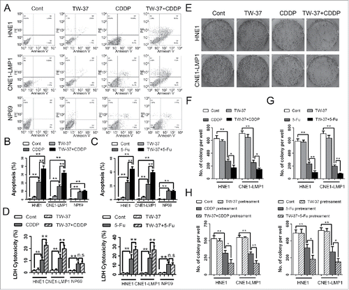 Figure 3. Impacts of TW-37 on the apoptosis of NPC and NPE cells and on the colony formations of NPC cells under CDDP and 5-Fu treatments. (A and B) After pretreatment with TW-37 (1 μM) for 24 hours, HNE1, CNE1-LMP1 and NP69 cells were received with CDDP treatment (2 μM) for the following 48 hours. Then, percentage of cell apoptosis of the indicated cells were detected with Annexin V/ PtdIns double staining assay (A). The data are shown as mean ± SEM (n = 3; **, P < 0.01) (B). (C) After pretreatment with TW-37 (1 μM) for 24 hours, HNE1, CNE1-LMP1 and NP69 cells were received 5-Fu (10 μM) treatment. After 48 hours, percentage of cell apoptosis in the indicated cells was detected and the data are shown as mean ± SEM (n = 3;**, P < 0.01). (D) HNE1, CNE1-LMP1 and NP69 cells were treated with TW-37 (1 μM) for 24 hours and CDDP (2 μM, left) or 5-Fu (10 μM, right) for the next 48 hours. Then, cells in the indicated groups were examined with LDH cytotoxicity detection assay. The data are shown as mean ± SEM (n = 6; n.s, no significant; **, P < 0.01). (E and F) After pretreatment with TW-37 (1 μM) for 24 hours, HNE1 and CNE1-LMP1 cells were treated with CDDP (2 μM). After 14 days, number of colonies per sample was examined (E). The data are shown as mean ± SEM (n = 3; *, P < 0.05; **, P < 0.01) (F). (G) After pretreatment with TW-37 (1 μM) for 24 hours, HNE1 and CNE1-LMP1 cells were received with 5-Fu (10 μM) treatment. After 14 days, number of colonies per sample was recorded and the data are shown as mean ± SEM (n = 3; **, P < 0.01). (H) HNE1 and CNE1-LMP1 cells were treated with TW-37 (1 μM) for 24 hours and CDDP (2 μM, left) or 5-Fu (10 μM, right) for the next 72 hours. Then, NPC cells in the indicated groups were harvested and reseeded in 6-well plates. After 10 days, number of colonies per sample was examined. The data are shown as mean ± SEM (n = 3; *, P < 0.05; **, P < 0.01).
