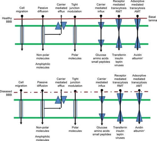 Figure 1 Transport routes across the blood–brain barrier.