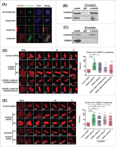 Figure 3. EWSR1 localizes on the mitotic spindle. (A) HeLa cells were treated with PEM buffer before being fixed with paraformaldehyde, and stained with anti-EWSR1 and anti-α-tubulin antibodies. DNA was stained with Hoechst 33342 (blue). The location of EWSR1 was observed through confocal imaging during the mitotic phase. (Scale bar: 10 μm). (B) HeLa cells were treated with double thymidine and released for 10 h. Whole-cell lysates were extracted and subjected to immunoprecipitation with anti-α-tubulin antibody or mouse IgG and immunoblotted with both anti-α-tubulin and anti-EWSR1 antibodies. (C) Asynchronous HeLa cell lysates were immunoprecipitated with anti-α-tubulin antibody and portions of the immunoprecipitates and cell lysates were analyzed by immunoblotting with anti-α-tubulin and anti-EWSR1 antibodies. (D) HeLa/RFP-H2B cells were transfected with siRNA-resistant EWSR1ΔNLS for 12 h and then transfected with control or EWSR1 siRNAs for 48 h. (E) HeLa/RFP-H2B cells were transfected with control or EWSR1 siRNAs for 48 h. The synchronous cells were incubated with 2 μg/ml α-amanitin for 5 h. For (D) and (E), Images were observed over a period of 10 h and collected every 5 minutes by time-lapse microscopy (Scale bar: 10 μm). Scatter plots (indicating the median and interquartile range) show the time from NEB to metaphase. Data were obtained from at least 180 cells in each group. All the results are represented as the mean ± SD of triplicate experiments. Student t test was used to compare the mean relative values between groups (***p < 0.001).