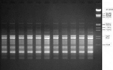Figure 4. Representative DAMD profiles of in vitro raised and donor plants of A. marina generated using primer 33.6. Lanes 1–10: randomly selected regenerated plants; lane D: donor plant; lane M: lambda DNA/EcoRI+HindIII marker.