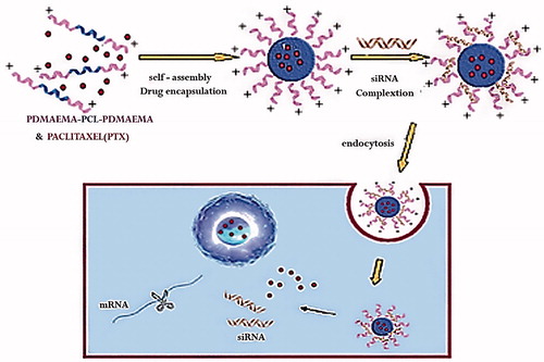 Figure 3. Co-delivery of siRNA and paclitaxel by biodegradable cationic micelles composed of PDMAEMA–PCL–PDMAEMA copolymers Adapted from the published works of Zhu et al. [Citation17].