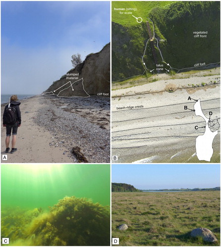 Figure 3. (a) Slim beach and active cliff retreat on Samsø’s northern shore; (b) vegetated moraine bluff with pebbly beach ridges, Ballebjerg, Northern Samsø; (c) seaweed-covered boulders at −2 m water depth ∼300 m offshore from Samsø’s western shore; and (d) boulders on a high marsh covering abraded moraine material at Hesselholm Made, central Samsø.