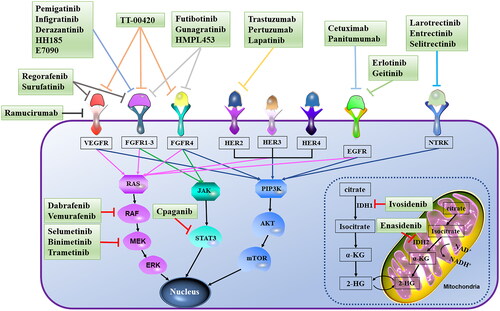 Figure 1. Targets and mechanisms of different drugs in cholangiocarcinoma.