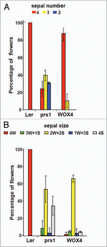 Figure 2 Sepal number but not sepal size in prs1 mutant is rescued by pPRS1::AtWOX4. Total sepal number initiated (A) is reduced in prs1 mutant flowers, but is restored to near normal levels in pPRS1::AtWOX4 transgenic mutant plants. However, sepal size reduced in prs1 mutant relative to Ler floral buds (B) is not complemented by pPRS1::AtWOX4.