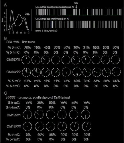 Figure 2. Identification of CpGs that escape methylation on the Xi (A) Location of CpGs that escape methylation (top) or are subjected to methylation (bottom) on the Xi. The location of the non-coding RNA XIST is denoted with an arrow. (B–C) Tet-assisted bisulfite sequencing of 2 genes, COL4A6 (B) and PRKX (C). Each pie chart represents a CpG captured by the bisulfite PCR. The proportion of 5mC is shown in black, the proportion of 5hmC is shown in gray, and the proportion of unmodified cytosine is shown in white.