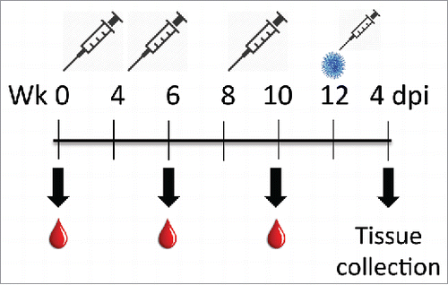 Figure 1. Schematic of vaccination formulations and schedule for serum analysis. Animals were administered vaccine or mock solutions intramuscularly on weeks 0, 4, and 8 and bled via the submandibular cheek on weeks 6 and 8. On week 12, animals were subjected to an intranasal high-dose, high volume infection with Line 19 (blue dot). Animals were monitored for clinical symptoms up to 4 d post-infection, followed by humane euthanasia and collection of tissues for analysis.