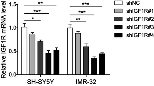 Figure S1 Silencing potency of four shRNAs against IGF1R verified by qPCR.Abbreviation: IGF1R, insulin-like growth factor 1 receptor. *P<0.05, **P<0.01, ***P<0.001