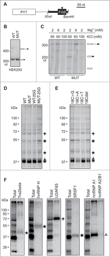 Figure 8. Identification of proteins that bind to PY7-FGB transcripts (A) Schematics of hybrid PY7-FGB reporter construct for in vitro splicing. PY7 Citation54 and MIR (Figure 1D) exons are represented by white and black rectangles (to scale at the top), respectively. The A > G mutation is shown by an asterisk. Cloning primers are in Table S3. (B) Splicing of pCR-PY7-FGB hybrid constructs in HEK293 cells. Spliced products are shown to the right. (C) In vitro splicing of WT and MUT PY7-FGB hybrids in HeLa nuclear extracts. 32P-UTP labeled RNAs were incubated in HeLa nuclear extracts for 1 hr. Concentrations of Mg2+ and KCl are at the top, spliced products are to the right. The size of the pre-mRNA/mRNA was 327/201 bp. (D, E) UV-crosslinking of proteins to 32P-UTP-labeled WT and MUT transcripts and their mutated versions. Asterisks correpond to proteins identified by immunoprecipitation in panel F. Panel E shows differential crosslinking to 32P-CTP-labeled bulge mutants at MIR exon position 18. (F) Immunoprecipitation of the crosslinked proteins with the indicated antibodies.