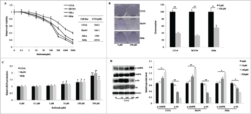 Figure 1. Buformin suppresses proliferation and stimulates ROS production by activating AMPK signaling in cervical cancer cells. (A) Buformin exhibited significant suppressive effects on cellular growth in C33A, Hcc94, and SiHa cells (IC50 = 236.2 μM, 166.1 μM, and 622.8 μM, respectively), but only exerted moderate effects in HeLa cells (IC50 = 1202 μM); (B) Compared with normal controls, buformin sharply inhibited colony formation in C33A, Hcc94, and SiHa cells (P = 0.001, 0.008, and 0.029, respectively); (C) After a 6-hour treatment with buformin, the ROS production in the 10-μM, 100-μM, and 500-μM groups was much higher than in the control group, and behaved in a dose-dependent manner; (D) Buformin activated the phosphorylation of AMPK in a dose-dependent manner while there were no effects on the level of pan-AMPK. Consequently, the phosphorylation of S6 (a key factor in downstream events of the AMPK signaling pathway) was significantly suppressed. *: p < 0.05; **: p < 0.01.