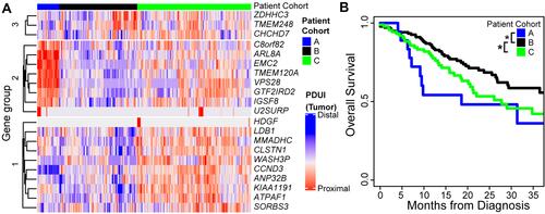 Figure 5 The APA event determined the poor prognosis cohort of STAD patients. (A) Clustered patients based on PDUI score of 3ʹ-UTR altered genes and divided them into patient group A (blue)), patient group B (black) and patient group C (green). The 3ʹ-UTR altered genes were also clustered into 3 groups (1, 2 and 3). (B) Kaplan–Meier survival plots of patient A (blue), patient B (black) and patient C (green): *p ≤0.05.