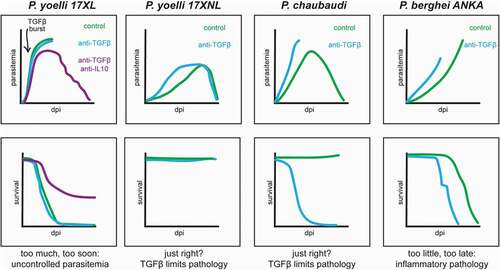 Figure 1. Impact of disrupting TGF-β signaling on malaria progression in murine models. dpi = days post infection. Traces compare parasitemia and survival in infected mice with TGF-β signaling disrupted by antibody neutralization (blue) or unaltered (green)