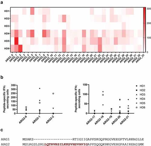 Figure 1. Multiple ARG2 peptides are recognized by PBMCs from healthy donors. (a) IFNγ ELISPOT screening of responses against overlapping 20-mer ARG2 peptides from six healthy donors. 4–4.5 × 105 cells were plated per well, and peptide and control stimulation were performed in duplicate or triplicate. Specific spot counts (peptide-specific IFNγ-secreting cells) are given as the difference in number of IFNγ spots between averages of the wells stimulated with peptide and control wells. (b) IFNγ ELISPOT responses from the screening toward the peptides here covering the signal peptide region of ARG2 (left; ARG2-0, ARG2-1, ARG2-2) or the peptides located in the region corresponding to the most immunogenic region of the ARG1 sequence (right; ARG2-17, ARG2-18, ARG2-19, ARG2-20 og ARG2-21). (c) Alignment of ARG1 and ARG2 amino acid sequence around the ARG2-1 sequence. The ARG2-1 sequence is highlighted and marked in red.