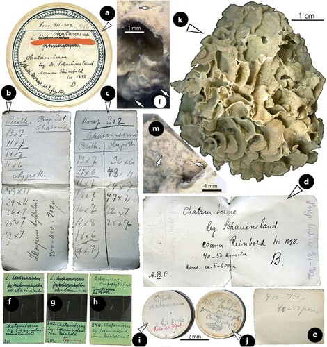 Figure 10. Perithallis chathamensis (Foslie) comb. nov. The original material in TRH (B18-2594) that comprises materials placed in a box (a) and including: four paper sheets (b, c, d, e), three slides (f, g, h), two smaller boxes (i, j) with minute algal fragments, and a single large specimen (a), the here selected lectotype (scale bars: a–j: 2 cm; k: 1 cm). Two magnifications of the lectotype (l, m) show multiporate conceptacles (arrows).