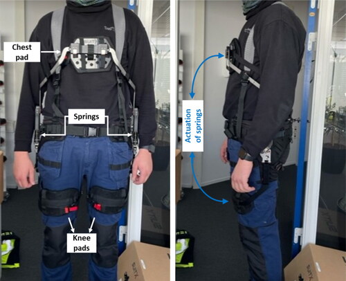 Figure 1. A worker wearing the BackX-S v3.0 (from the frontal and sagittal plane, respectively). Chest and knee pads, and springs are illustrated. Additionally, the directions of actuation of the springs are indicated by blue arrows.