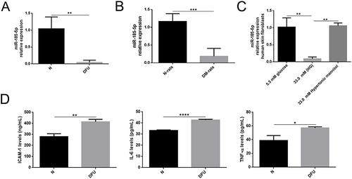 Figure 1 MiR-185-5p expression was downregulated and inflammation factors were increased in wound tissues from diabetes. (A) Relative expression levels of miR-185-5p in wound tissue from STZ-induced diabetic rats (n = 8) in comparison with matched normal rats (n = 8) by qRT-PCR, **P < 0.01 (B) MiR-185-5p levels were significantly decreased in the diabetic foot ulcer patient compared to healthy people (n = 4), ***P < 0.001. (C) Relative expression levels of miR-185-5p in HG (33.0mM) conditions (n = 3), **P < 0.01. Values are normalized to mRNA U6 and reported as means ± SD. (D) Inflammation factors (IL-6, TNF-α, and ICAM-1) were detected in diabetic foot ulcer patients and healthy people by ELISA assays (n = 3). *P < 0.05, **P < 0.01, ****P < 0.0001.