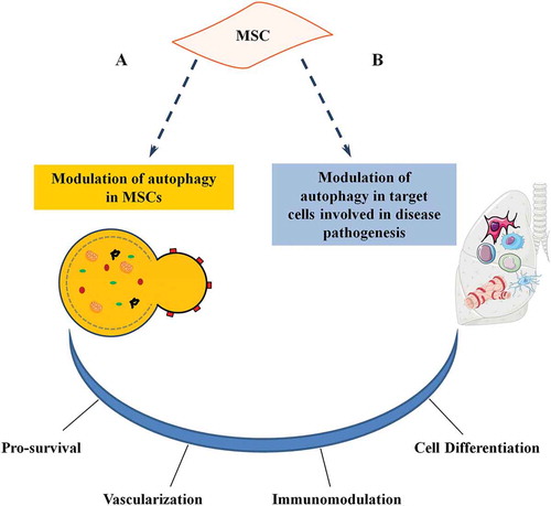Figure 2. Role of autophagy on MSC functions. Autophagy plays a dual role in MSC activities. (a) Stress signals or pharmacological agents can modulate autophagy in MSCs. (b) MSCs may modulate autophagy of tissue-resident and recruited cells (target cells) involved in disease pathogenesis. Both actions affect MSC functions and have an impact on the therapeutic potential (either directly a or indirectly b) by influencing survival, vascularization, immunomodulation, and cell differentiation.
