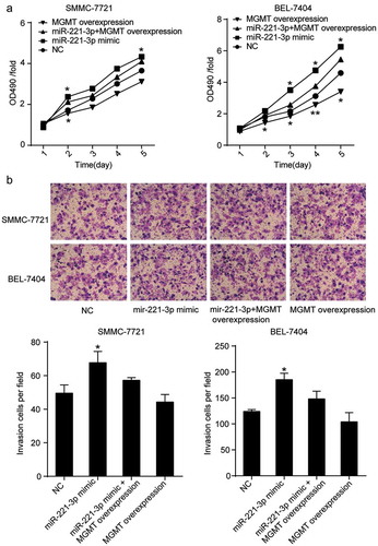 Figure 5. MGMT overexpression attenuated the effect of miR-221-3p on cell viability, and invasion in HCC cells. (a) MGMT overexpression was proved to inhibit HCC cell viability induced by miR-221-3p. Herein, the MTT assay was again employed to assess whether the forced overexpression of MGMT could influence miR-221-3p mediated increase of cell viability. (b) The MGMT overexpression restored the effect of miR-221-3p mimic on the invasion of SMMC-7721 and BEL-7404 cells. All the data represent mean ± SD from three independent experiments. Compared with the NC (negative control) group, * p < .05, and ** p < .001