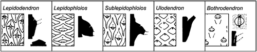 Figure 3. Main fossil-genera of stems recognised in the Pennsylvanian arborescent lycopods Adapted from Cleal and Thomas (Citation1994, Citation2019).