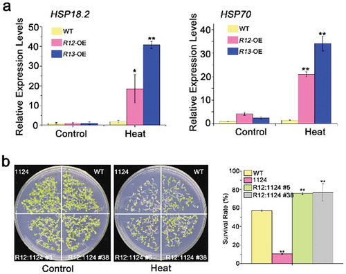 Figure 3. Heat-responsive genes expressions in overexpressing of RCAR12 and RCAR13 transgenic plants and RCAR12 recovers the heat-sensitive phenotype in 1124 mutant.(a) Relative expression levels of heat-responsive genes HSP18.2 and HSP70 in wild-type and RCAR11, RCAR12 and RCAR13 overexpression transgenic plants. 10-d-old seedlings in MS agar medium were treated with or without heat stress at 42°C for 2 h. The transcriptional levels were determined by qRT-PCR analysis. Values are means ± SD (n = 3). ACTIN2/8 was used as an internal control. The experiments were repeated three times (*P < .05, **P < .01, Student’s t-test). (b) Seeds after stratification at 4°C for 3 days in the dark were sown on MS agar medium after 50°C for 2 h. The germination rates of plants were measured on the tenth day.