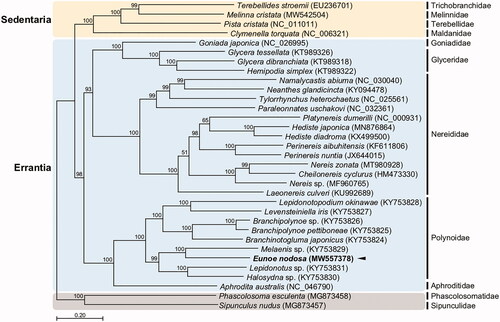 Figure 1. Maximum-likelihood (ML) phylogeny of 26 published mitogenomes from Errantia including E. nodosa and 4 registered mitogenomes of Sedentaria species, and two Sipuncula species as an outgroup based on the concatenated nucleotide sequences of protein-coding genes (PCGs). The phylogenetic analysis was performed using the maximum likelihood method, GTR + G + I model with a bootstrap of 1,000 replicates. Numbers on the branches indicate ML bootstrap percentages. DDBJ/EMBL/Genbank accession numbers for published sequences are incorporated. The black triangle means the scale worm analyzed in this study.