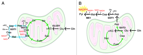 Figure 1. Gln metabolism is rewired in pancreatic cancer to facilitate NADPH production. (A) Canonical anabolic Gln metabolism. Gln-derived Glu is processed into αKG through mitochondrial GLUD1, which is used for anaplerotic filling of the TCA cycle (green circle). The TCA cycle is coupled to the malate-aspartate shuttle (blue circle), which is used to bring reducing equivalents derived from glycolysis into the mitochondria for oxidative phosphorylation. (B) In pancreatic cancer, Gln metabolism is reprogrammed through the mutant Kras-mediated activation of GOT1 expression and repression of GLUD1. Repression of GLUD1 promotes the mitochondrial aspartate aminotransferase (GOT2)-mediated generation of Asp in the mitochondria. This Asp is released into the cytosol and converted through a series of reactions into pyruvate and reducing potential in the form of NADPH. This series of reactions decouples TCA cycle activity from the malate-aspartate shuttle. Enzymes that facilitate this pathway are presented in upper-case letters. Metabolites are presented in lower-case letters. Cit, citrate; Fum, fumarate; Pyr, pyruvate; Iso, isocitrate; Suc, succinate.