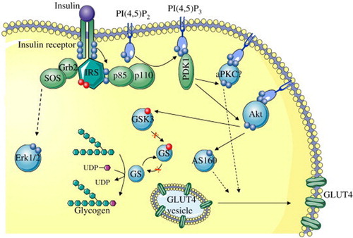 Figure 1. Schematic representation of the insulin signalling pathway showing defects in the signalling cascade in insulin resistance (Adapted from Fröjdö et al.).Citation13 IRS: insulin receptor substrate; Grb2: growth factor receptor-bound protein 2; SOS: Son of Sevenless; Erk/12: extracellular signal-regulated kinases 1/2; PIP3: phosphatidylinositol 3 kinase; PDK1: phosphoinositide-dependent kinase-1; PKC: protein kinase C; Akt: serine-threonine protein kinase; GSK3: glycogen synthase kinase 3; UDP: uridine diphosphate; GLUT4-glucose transported 4.