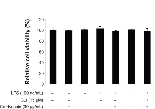 Figure 8 Effects of cordycepin, CLI-095, and LPS on viability of RAW 264.7 macrophages. The cells were treated with the indicated concentrations of cordycepin, CLI-095, or LPS alone, or pretreated with cordycepin or CLI-095 for 1 hour before LPS treatment. Cell viability was assessed after 24 hours using MTT reduction assays. The data are shown as the mean ± standard deviation of three independent experiments.
