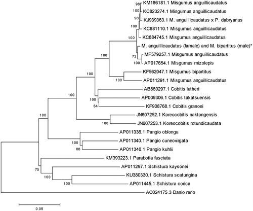 Figure 1. Phylogenetic relationship of the hybrid loach of M. anguillicaudatus (female) and M. bipartitus (male) stock with other loach as inferred by entire mitogenome. *The hybrid loach (accession number: MK250422) in the position of the evolutionary tree. Trees were reconstructed using MEGA 7 program (Kumar, Tamura, Nei) with neighbour-joining method. Numbers above branches are bootstrap values by 1000 replicates. The phylogenetic tree showed that the hybrid loach to be one of Misgurnus, and the other loaches had their own branches.