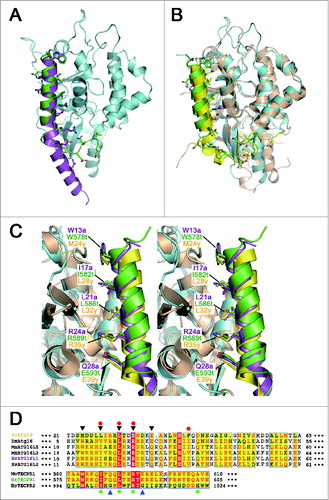 Figure 3. Comparisons among the ATG16 and TECPR family proteins. (A) Ribbon diagram showing the superposition of the ATG5-ATG16N69 and ATG5-TECAIR complexes. Human ATG5 is colored in cyan and ATG16L1 and TECPR1 are colored as in Figure 2. (B) Ribbon diagram showing the superposition of yeast Atg5-Atg16 and ATG5-TECAIR complexes. Yeast Atg5 and Atg16 are colored gold and yellow, respectively. Coloring of the ATG5-TECAIR complex is as described panel (A). (C) Close-up stereo diagram of superposed AFIMs from yeast Atg16, human ATG16L1, and TECPR1. The key residues are shown using a stick model. (D) Sequence alignment of the ATG5-binding regions of ATG16s and TECPRs from different organisms (Sc, Saccharomyces cerevisiae; Dm, Drosophila melanogaster; Mm, Mus musculus; Hs, Homo sapiens). Shading indicates residues that are identical (red) or highly conserved (yellow) between species. The AFIM residues are denoted using black triangles (top), and 2 glycine residues in TECPR2 by blue triangles (bottom). The residues substituted in the mutation experiments are marked using a red-filled circle at the top for ATG16L1 and green-filled circle at the bottom for TECPR1. The sequence numbers for the aligned residues are also provided.