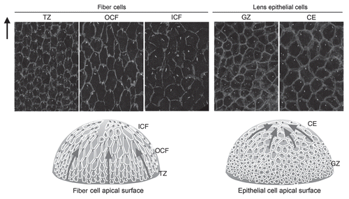 Figure 6 Primary cilium/centrosome polarization in lens cells. Pericentrin (white) immunoreactivity localizes the primary cilium/centrosome, and β-catenin (light gray) localization demarcates cell margins in rat lens whole mounts. In TZ, OCF (and to some extent in CE), the primary cilium/centrosome is clearly associated with the cell margin proximal to the anterior pole. Arrow points to anterior pole. Diagrammatic summary with arrows represents regions of lens exhibiting PCP. Note that the apical tips of OCF and TZ, which show PCP, are adherant to the apical surfaces of GZ, which does not show PCP. Adapted from Sugiyama et al.Citation2 See the online version of this article to view color figures.