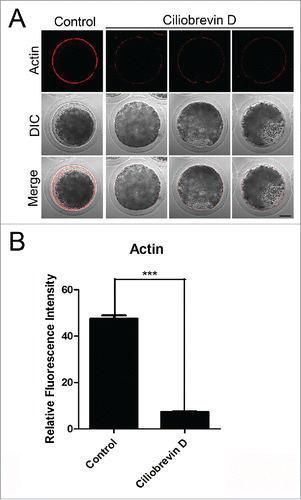 Figure 4. Effect of dynein inhibition on the actin dynamics in porcine oocytes. (A) Representative images of actin filaments in control and Ciliobrevin D-treated oocytes. Oocytes were immnunostained with anti-phalloidin-TRITC antibody to visualize the actin filaments. Scale bar, 20 μm. (B) The fluorescence intensity of actin was measured in control and Ciliobrevin D-treated oocytes. Data were presented as mean percentage (mean ± SEM) of at least three independent experiments. Asterisk denotes statistical difference at a p < 0.05 level of significance.