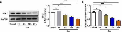 Figure 1. SGK1 was downregulated in doxorubicin-treated H9c2 cells. H9c2 cells were treated with 1 μM doxorubicin for 3, 6, 12 or 24 h. (a) Western blot assay for determination of SGK1 protein expression in H9c2 cells. (b) RT-qPCR for determination of SGK1 mRNA level in H9c2 cells. * p < 0.05, ** p < 0.01, *** p < 0.001.