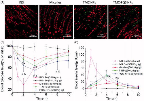 Figure 6. (A) Localization of FITC-INS, FITC-INS loaded micelles and NPs prepared using TMC and TMC-FQS in villi at 3 h. (B) Blood glucose levels in diabetic rats following subcutaneous insulin injection at an insulin dose of 5 IU/kg and oral administration of INS, INS-loaded micelles, T-NPs and FQS-NPs at an insulin dose of 50 IU/kg (mean ± SD, n = 4). (C) Plasma insulin level in diabetic rats following oral administration of INS, INS-loaded micelles, T-NPs and FQS-NPs at an insulin dose of 50 IU/kg (mean ± SD, n = 4), and subcutaneous injection of INS Sol. (5.0 IU/kg) as a positive control (mean ± SD, n = 4). Black refers to the mucus droplets of goblet cells, and White refers to FITC-INS. *indicates p < 0.05 versus FITC-INS; #indicates p < 0.05 versus micelles; &indicates p < 0.05 versus TMC NPs.